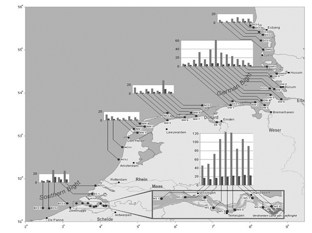 Figure 7: Spatial distribution of TBT (light gray bars) and triphenyltin (dark gray bars) concentrations in C. crangon muscle (Y-axis, in µg/kg dw) along the south coast of the North Sea in 2009 (Verhaegen, 2012; Verhaegen et al., 2012). The X and Y axes represent the longitude Northern length (NL) and the latitude Eastern length (EL), respectively.