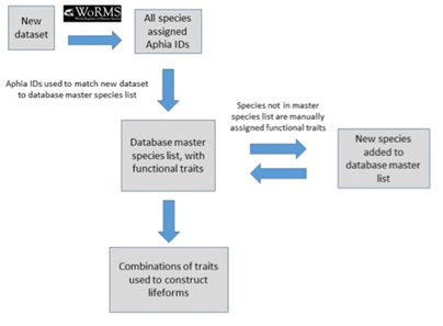 Figure e: Schematic illustrating the process undertaken to assign functional traits to species, then species to lifeforms. Each species must first be assigned a unique Aphia ID to determine whether it is already present in the master species list (McQuatters-Gollop et al., 2019).