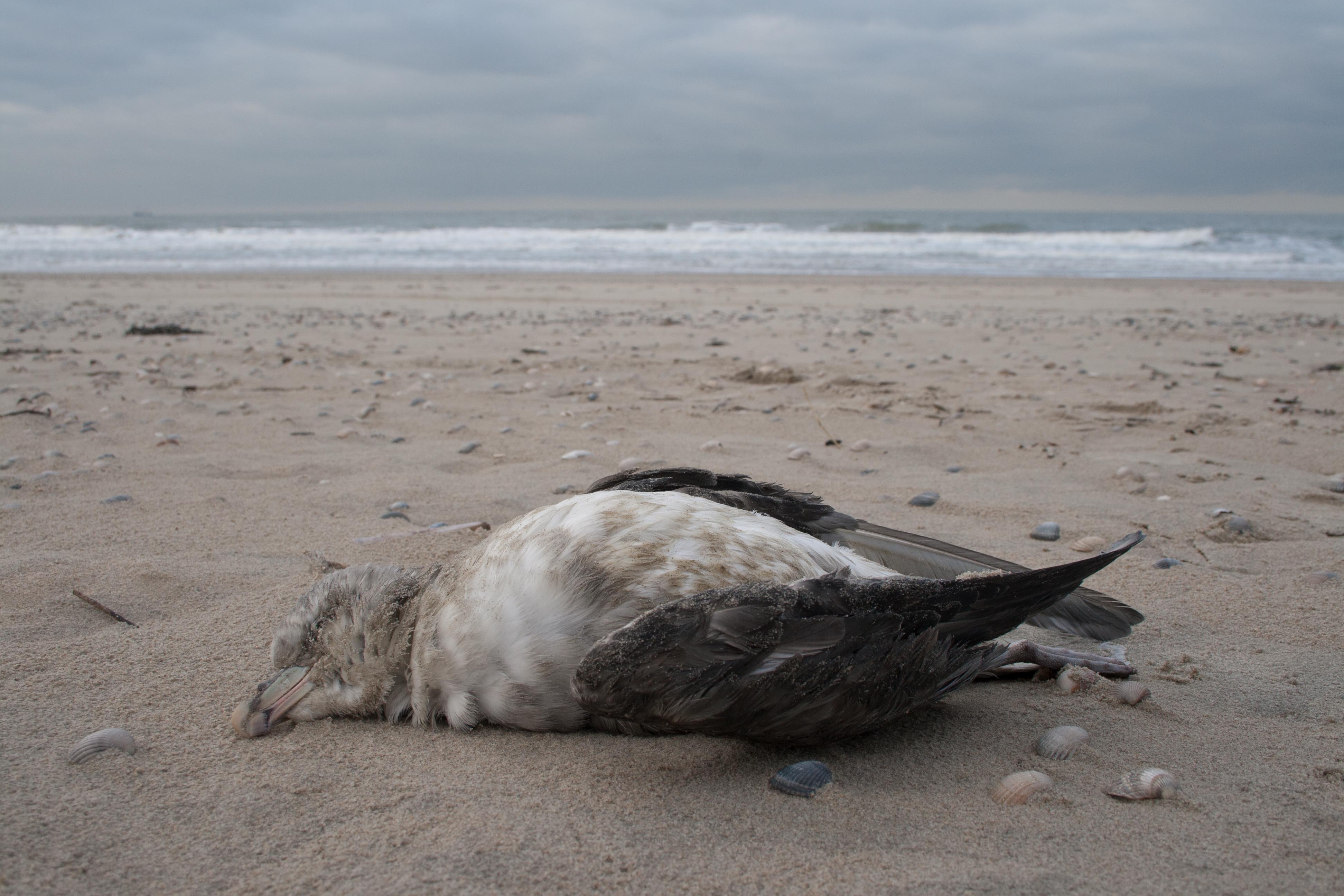 Plastic Particles In Fulmar Stomachs In The North Sea Plastic Particles In Fulmar Stomachs In The North Sea