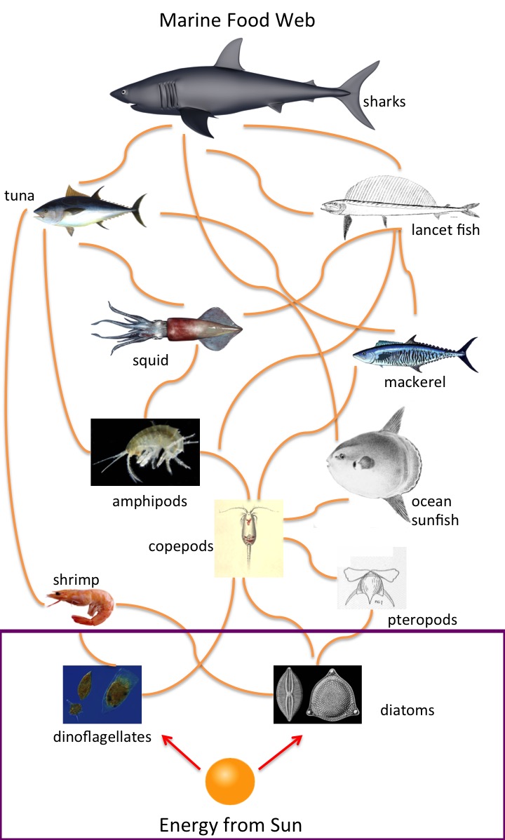 Pilot Assessment of Production of Phytoplankton