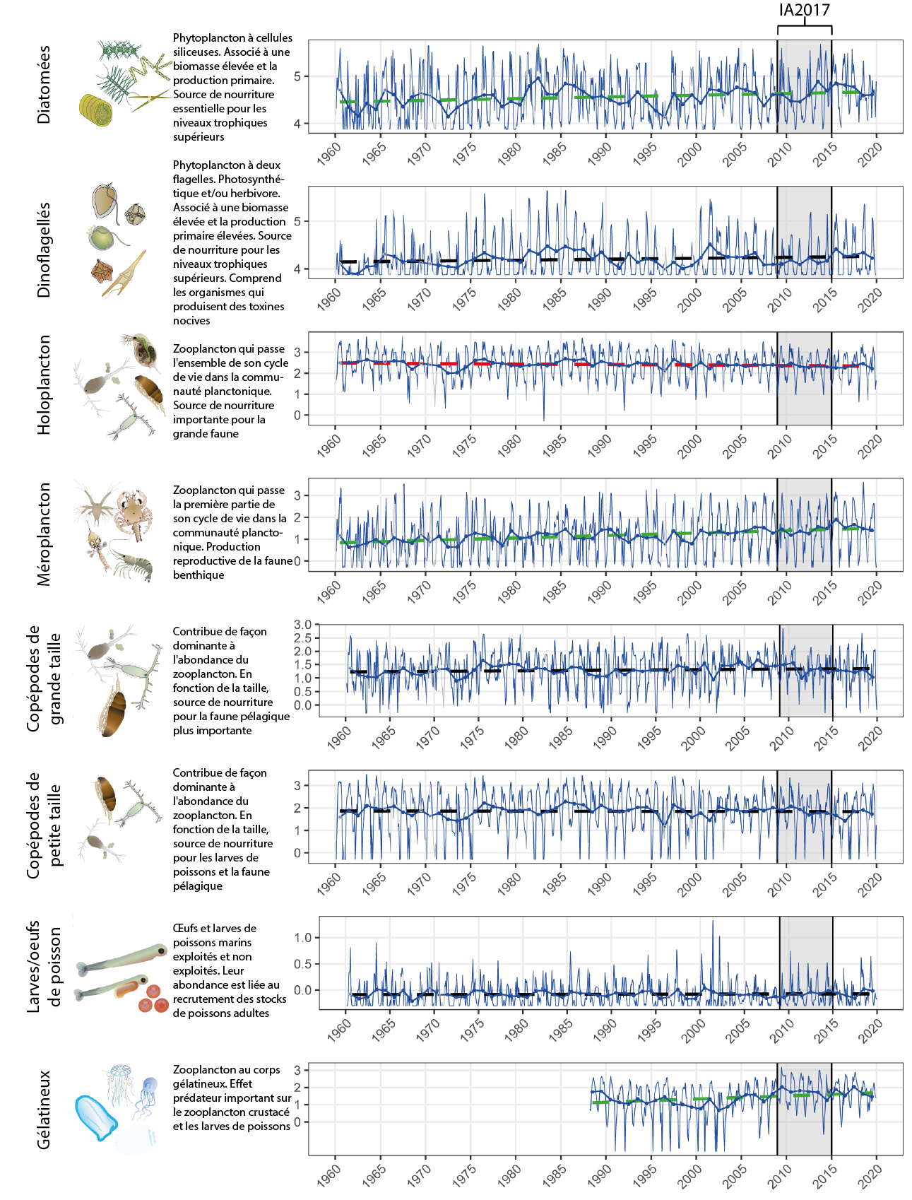 Figure 1 : Séries temporelles mensuelles et annuelles à long terme de l'abondance transformée en log10 pour huit formes de vie du plancton dans la Manche occidentale. Les lignes bleues indiquent la variabilité mensuelle (ligne plus fine) et l'abondance moyenne annuelle (ligne plus épaisse). Les lignes en pointillé indiquent les tendances linéaires de l'abondance annuelle sans aucune déduction sur la signification statistique. Le test de tendance de Kendall est utilisé pour déduire la signification des tendances, le rouge représentant une tendance à la baisse, le vert une tendance à la hausse et le noir une absence de tendance. Données provenant de l'étude Continuous Plankton Recorder (CPR) et du Plymouth Marine Laboratory (pour le zooplancton gélatineux uniquement en raison de la capture non quantitative des taxons gélatineux par le CPR). La région ombrée représente la période de l'étude IA2017. Les images de plancton sont une gracieuseté du réseau d'intégration et d'application du Centre des sciences de l'environnement de l'Université du Maryland.