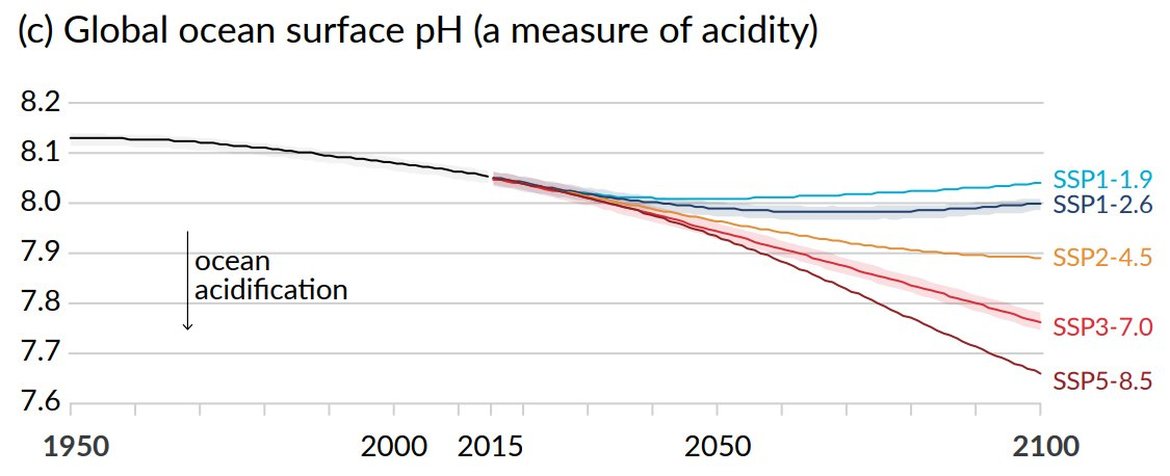 Figure 4.7: The global ocean surface pH as projected by the CMIP6 ensemble of Earth System Models (ESM)