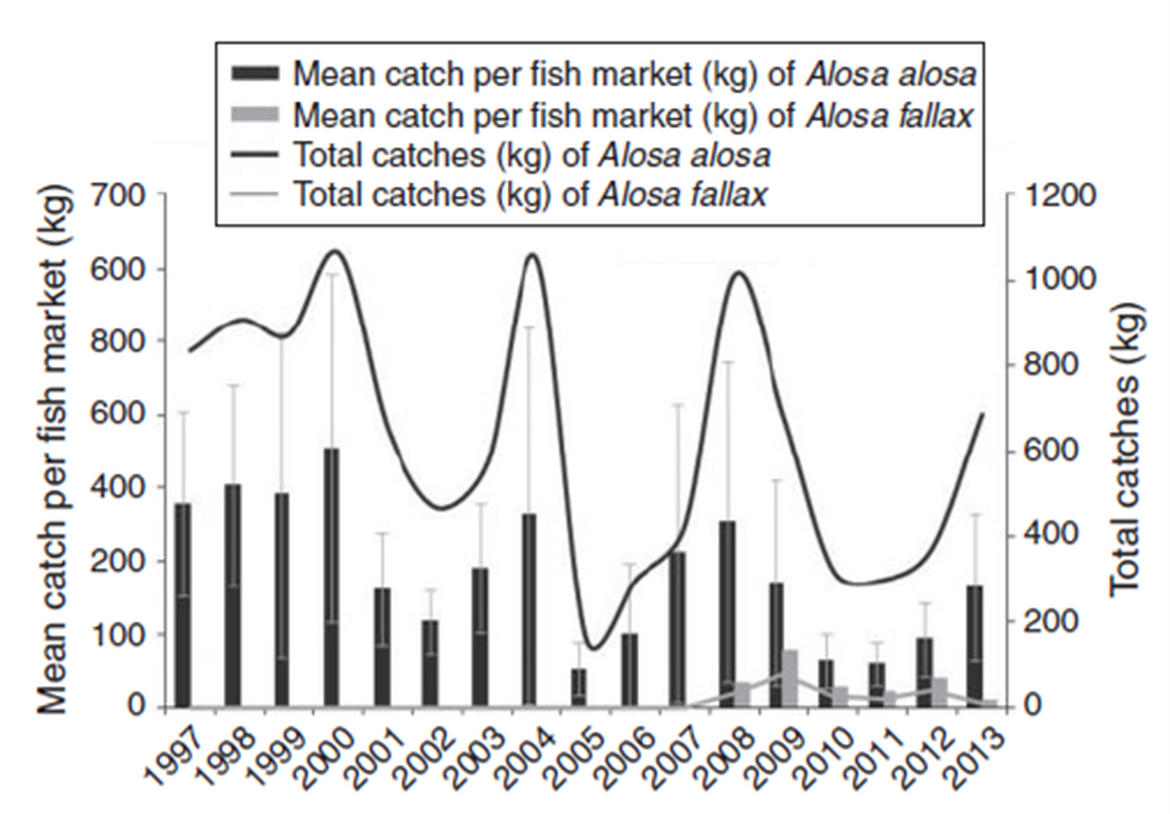 Figure 4: Cycling variation of A. alosa abundance with total catches and mean catch per fish market. Adapted from Nachón et al.(2015)