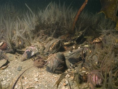 Modiolus modiolus Beds