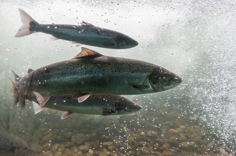 Next to aquaculture escapees, the greatest threat to wild Atlantic salmon is the freshwater parasitic lice, Gyrodactylus salaris. © Shutterstock