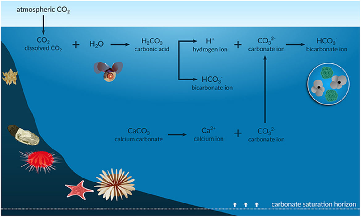 Figure 2.2: Chemical equilibria of the ocean acidification process (further described below).