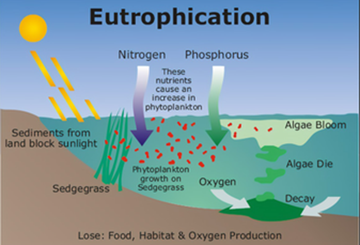 Concentrations of Dissolved Oxygen Near the Seafloor