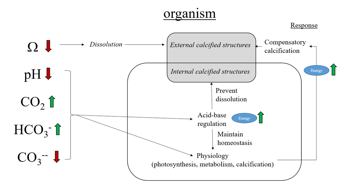 Figure 5.1: Simplified pathway linking seawater carbonate chemistry changes (left arrows showing increase / decrease of OA variables) and marine organism physiology. All the variables of the carbonate system (pH, concentration of CO2, HCO3-, CO32-) have the potential to affect physiological processes while a change on saturation state (Ω) for calcium carbonate can lead to the dissolution of unprotected calcified structures. Adjusting to this new environment requires extra energy symbolised by the green arrows (e.g., to maintain homeostasis or replace dissolved calcified structures). When the stress is too high and energy limiting, organisms exposed to ocean acidification can suffer strong negative impacts leading to reduced fitness and mortality.