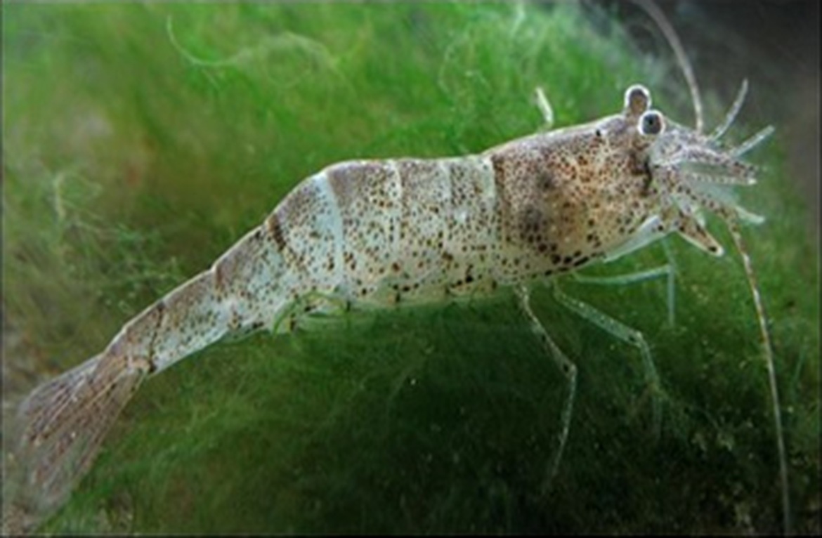 Figure 6: European shrimp Crangon crangon (Linnaeus, 1758)