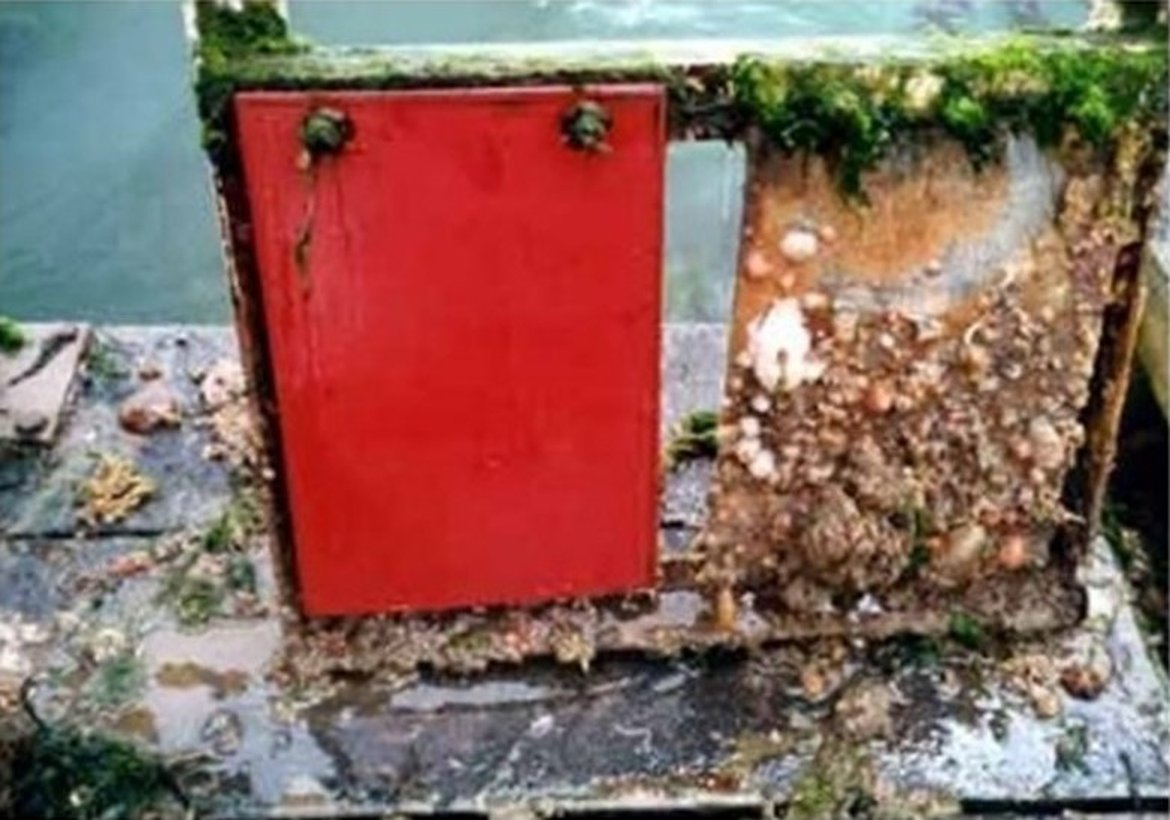 Figure 5: Evidence of the antifouling effect of tributyltin (TBT): absence of biofouling on the left panel, painted with TBT-based antifouling; accentuated biofouling on an unpainted panel, on the right.