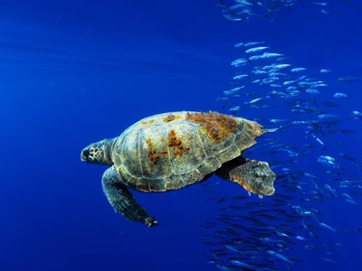 BB29 - Loggerhead turtle abundance at sea (MT2)