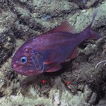 Orange roughy