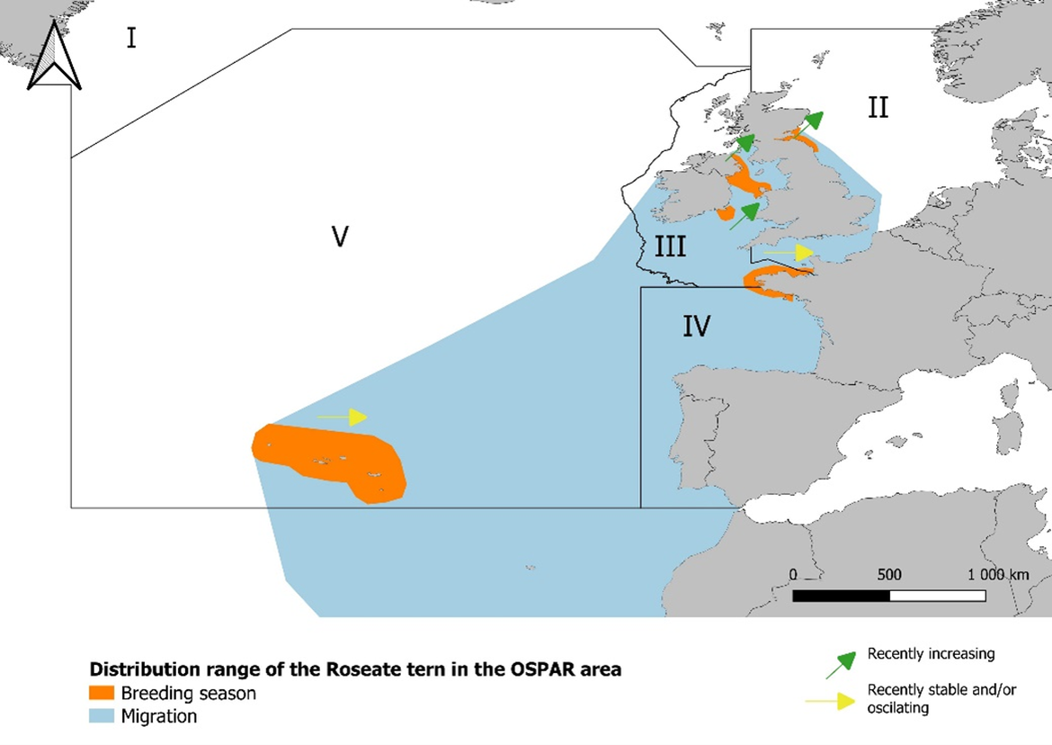 Figure 1: Roseate tern distribution range within the OSPAR area, following Piec & Dunn (2021). Direction of population abundance trends since the last assessment is also presented. Figure 1: Roseate tern distribution range within the OSPAR area, following Piec & Dunn (2021). Direction of population abundance trends since the last assessment is also presented.