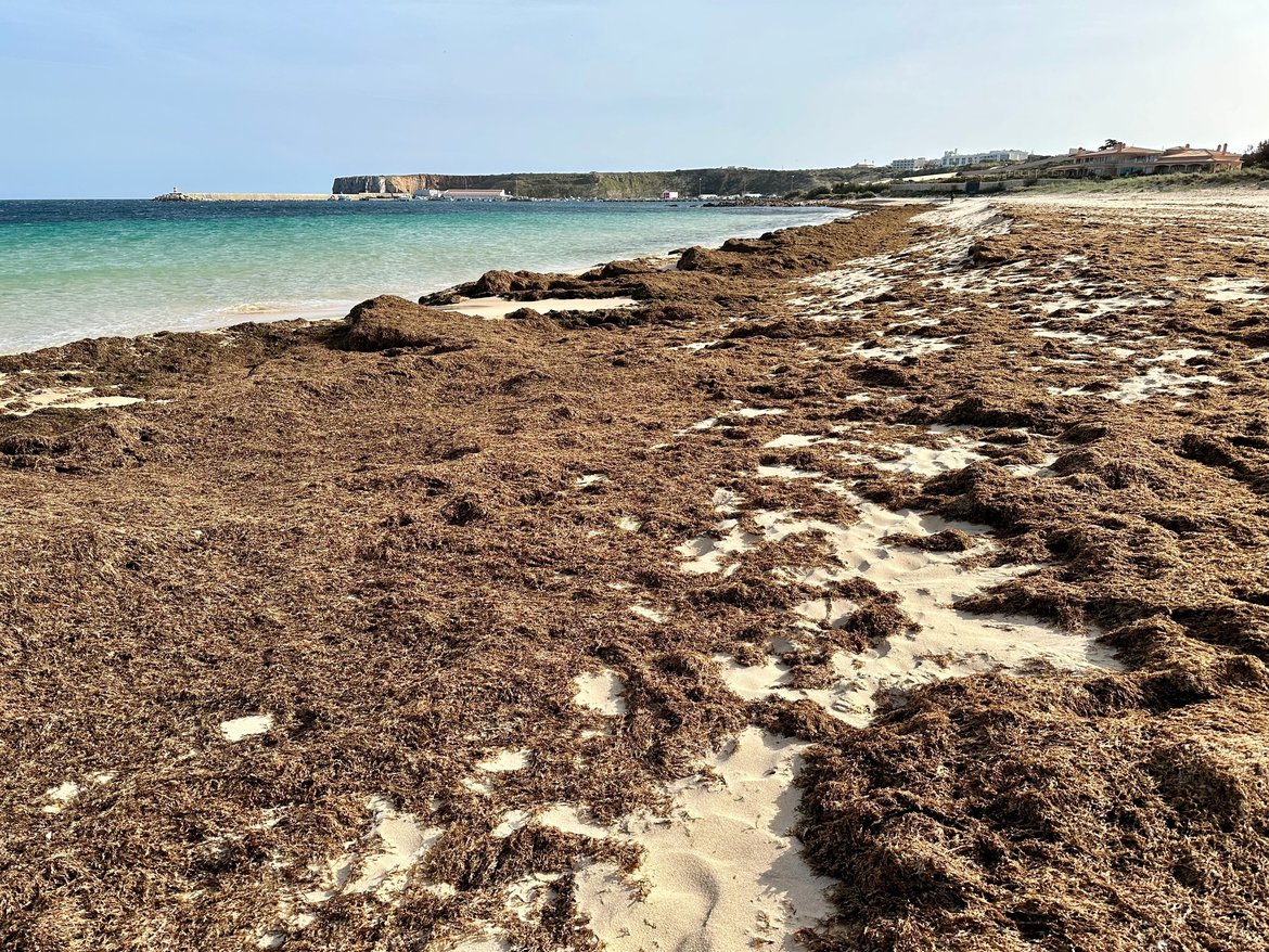 Piles of the invasive brown algae, Rugulopterix okamurae seen here in the western Algarve, Portugal. © Shutterstock