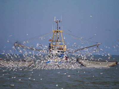 BB24 - Marine Bird Bycatch (B5)