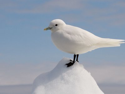 Ivory gull