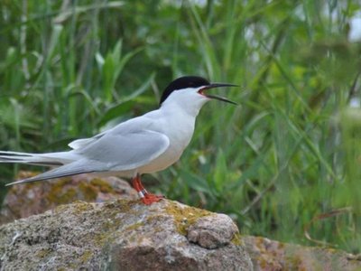 Roseate tern
