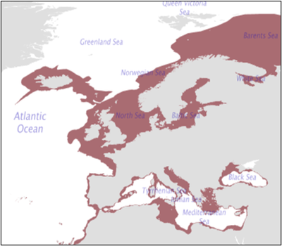 Figure 1: Geographic distribution of spurdog in the Northeast Atlantic and adjacent seas. Source: http://www.fao.org/figis/geoserver/factsheets/species.html?species=DGS-m&prj=4326 Figure 1: Geographic distribution of spurdog in the Northeast Atlantic and adjacent seas. Source: http://www.fao.org/figis/geoserver/factsheets/species.html?species=DGS-m&prj=4326