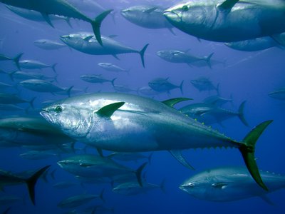Atlantic bluefin tuna