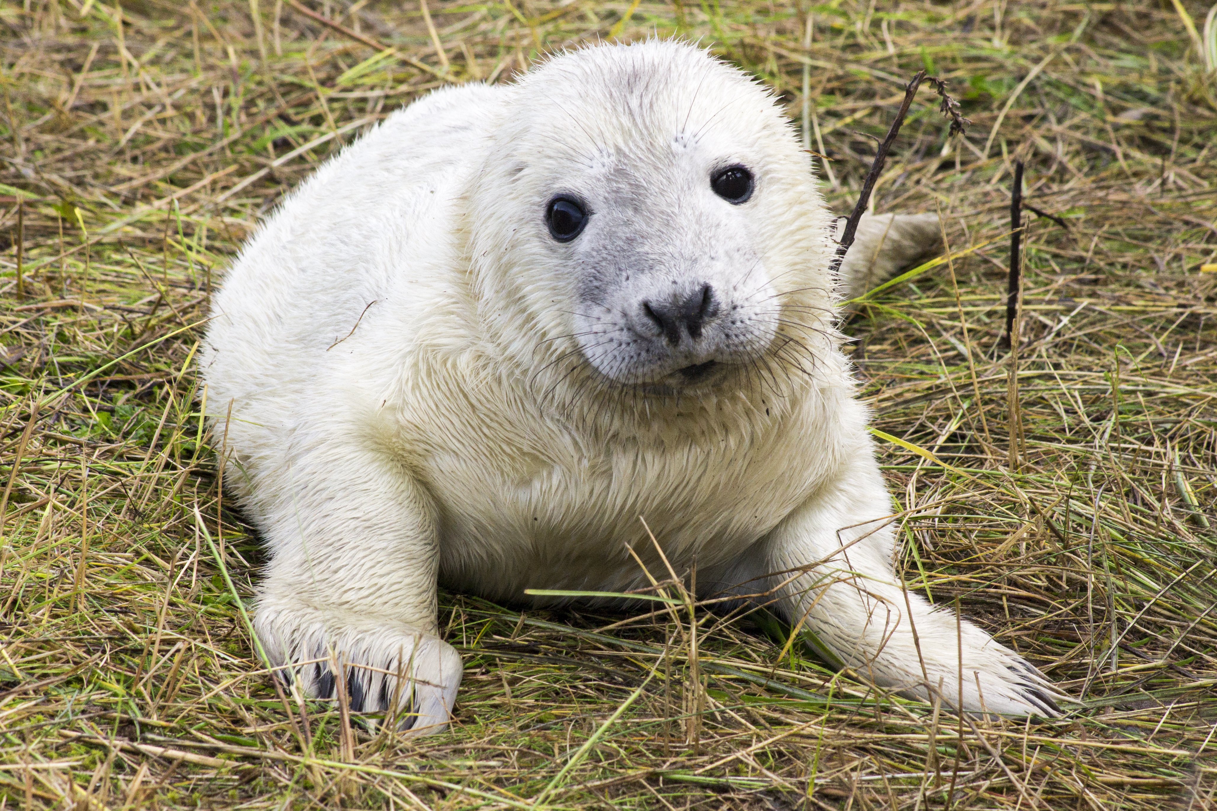 Grey Seal Pup Production