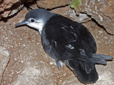 Macaronesian shearwater