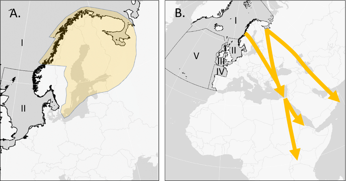 Figure 1. A. Breeding distribution and B. main migratory flyways (lines) and wintering areas (end arrows) of the Lesser black-backed gull Larus fuscus fuscus. OSPAR regions I-V are denoted by Roman numerals. Figure 1. A. Breeding distribution and B. main migratory flyways (lines) and wintering areas (end arrows) of the Lesser black-backed gull Larus fuscus fuscus. OSPAR regions I-V are denoted by Roman numerals.