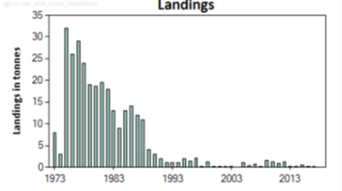 Figure 2: Angel shark landing data from the Northeast Atlantic based on ICES landings (tonnes) in subareas 6 and 7 from 1973 and subareas 6, 7, and 8 from 1996. Angel shark has been on the prohibited species list since 2010 and only minimal bycatch landings are reported. (Source: ICES 2019) Figure 2: Angel shark landing data from the Northeast Atlantic based on ICES landings (tonnes) in subareas 6 and 7 from 1973 and subareas 6, 7, and 8 from 1996. Angel shark has been on the prohibited species list since 2010 and only minimal bycatch landings are reported. (Source: ICES 2019)