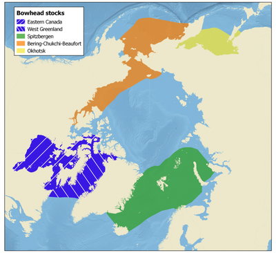 Figure 1 Stocks of Bowhead whale according to NAMMCO
(https://nammco.no/wp-content/uploads/2016/12/bowhead-dist-web-1024x936.png) Figure 1 Stocks of Bowhead whale according to NAMMCO
(https://nammco.no/wp-content/uploads/2016/12/bowhead-dist-web-1024x936.png)