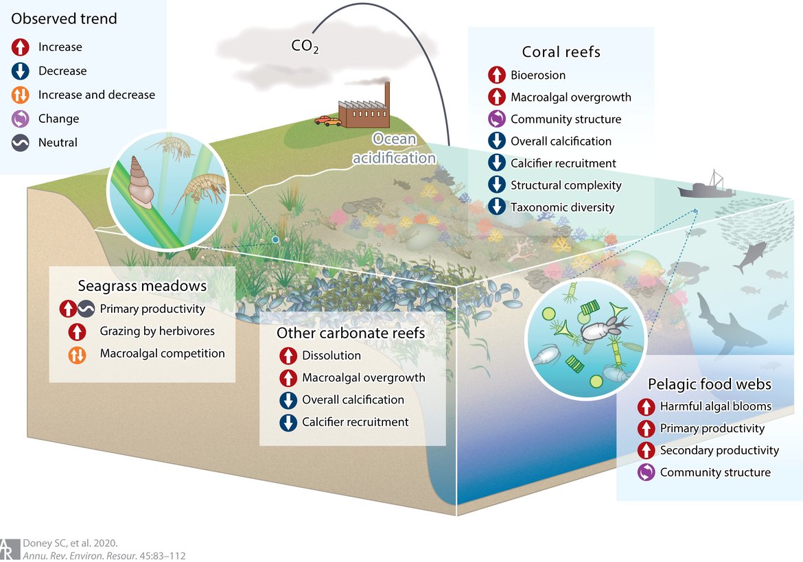 Figure 2.5: General trends in key community and ecosystem properties and processes in response to ocean acidification in seagrass meadows, coral reefs, other carbonate reef ecosystems, and pelagic food webs.