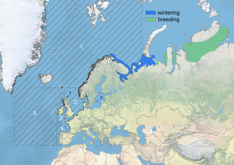 Figure 1: Distribution of the Western Palearctic Steller’s eider Polysticta stelleri population. OSPAR regions are denoted with white text. The grey square indicates a potential breeding outside the regular breeding range (EBBA2).